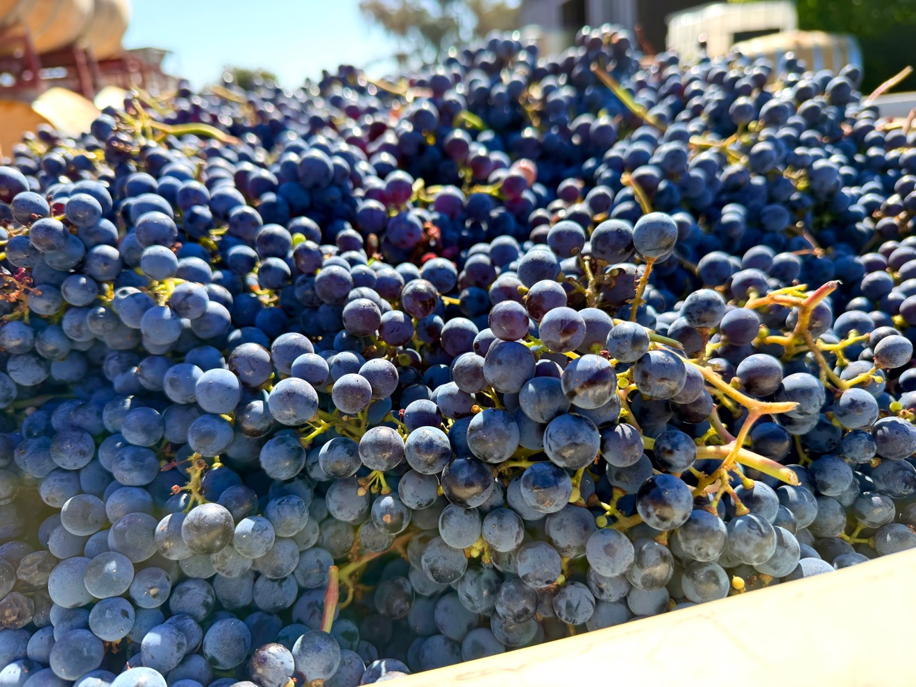 Zinfandel coming in at harvest
