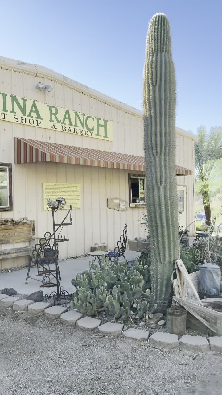 A saguaro stands guard over the cactus garden at the ranch store.